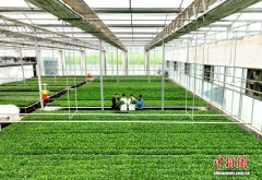 甘肃民勤科技赋能“农业黄金带” 智慧育苗破解种源瓶颈