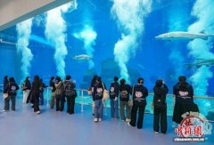 香港青年上海崇明行：看生态蝶变 话低空未来