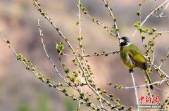 山西万荣孤峰山：杏花绽放 鸟舞春光